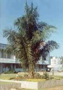 Palmeira Indaiá