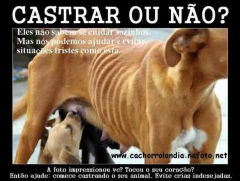 Projeto Castração de Animais Domésticos de Porto Alegre. RS