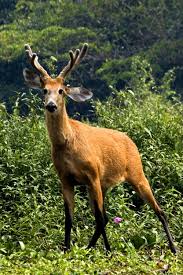 fotosdenatureza.blogspot.com