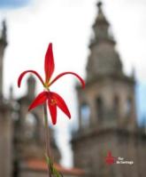 Flor de Santiago