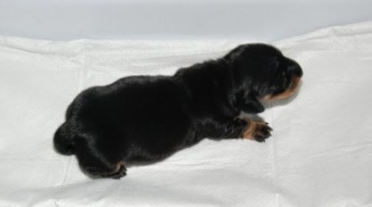  http://www.estadao.com.br/noticias/vida,nasce-mini-winnie-o-primeiro-cachorro-britanico-clonado,1152155,