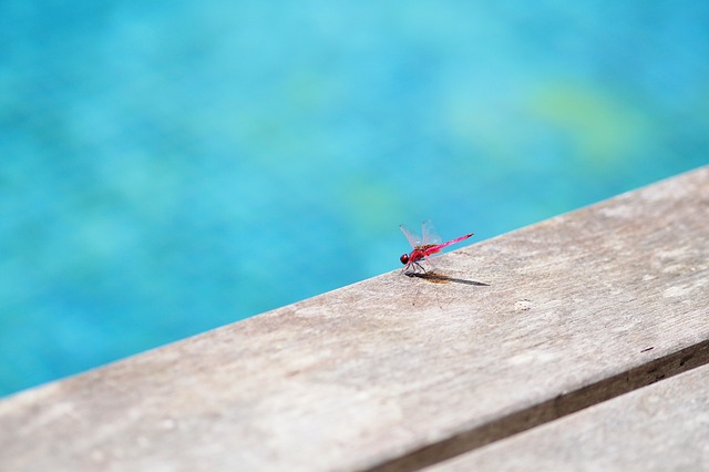 pixabay com dragonfly-382238_640