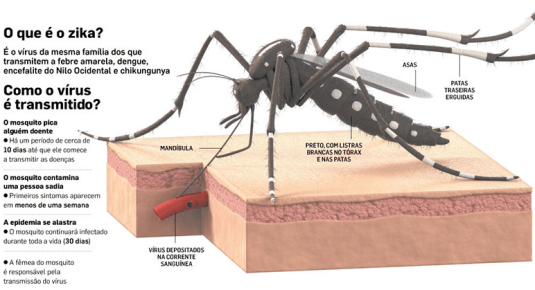 zica vírus estadao com br