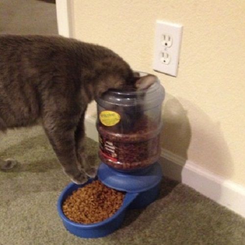 cat-crazy-and-forgetful-cats-who-forgot-how-to-eat