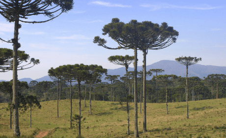 "Não gosto de passarinho. Não gosto de violão. Não gosto de nada que põe saudades na gente." Guimarães Rosa
